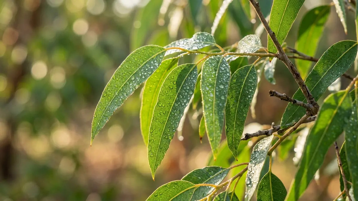 Feuilles d'eucalyptus citronné avec rosée matinale, source naturelle de PMD répulsif